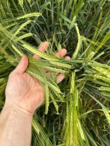 Calypso barley in a field