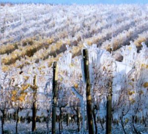 image of ice covered grape vines
