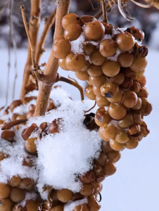 image of frozen grapes with snow and ice on them
